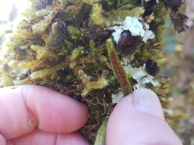 Cladomnion ericoides, photographed by Emily Roberts