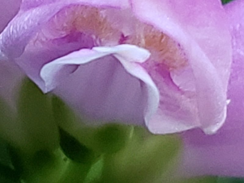 Chelone obliqua, photographed by Mark Richman