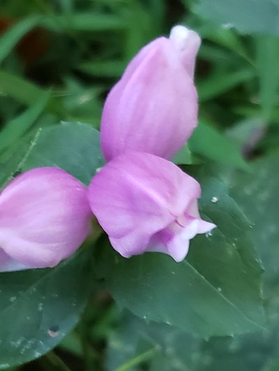 Chelone obliqua, photographed by Mark Richman