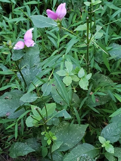 Chelone obliqua, photographed by Mark Richman