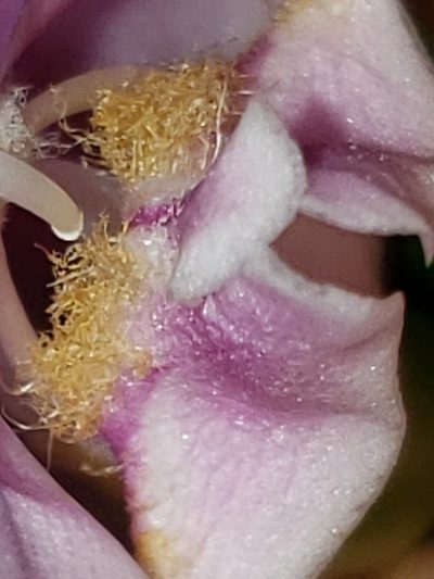 Chelone obliqua, photographed by Mark Richman