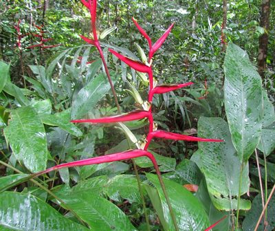 Heliconia acuminata, photographed by Sidnei Dantas