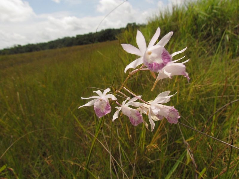 Galeandra styllomisantha, photographed by Sidnei Dantas