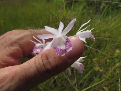 Galeandra styllomisantha, photographed by Sidnei Dantas