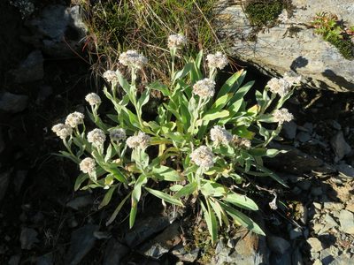 Anaphalis alpicola, photographed by Marco Mussita