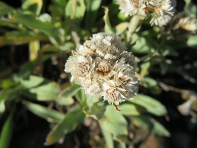Anaphalis alpicola, photographed by Marco Mussita