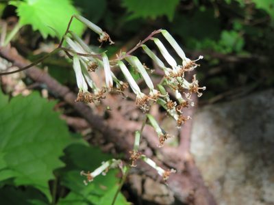 Parasenecio adenostyloides, photographed by Marco Mussita