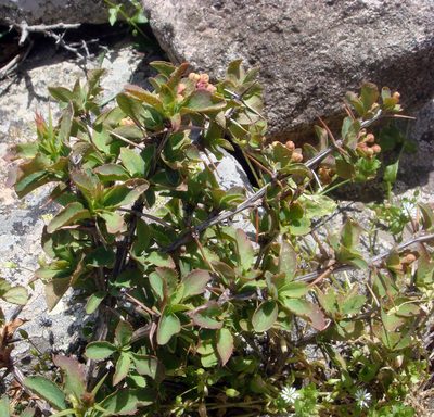 Berberis aetnensis, photographed by Peter de Lange