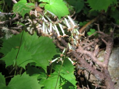 Parasenecio adenostyloides, photographed by Marco Mussita