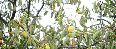 Diospyros kaki, photographed by Kim, Hyun-tae