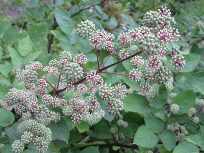 Aralia cordata, photographed by Marco Mussita
