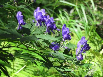 Aconitum senanense, photographed by Marco Mussita