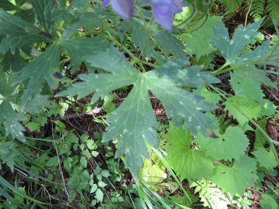 Aconitum senanense, photographed by Marco Mussita