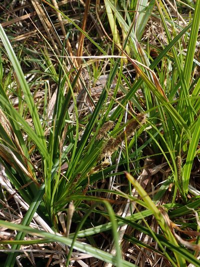 Carex chathamica, photographed by Peter de Lange