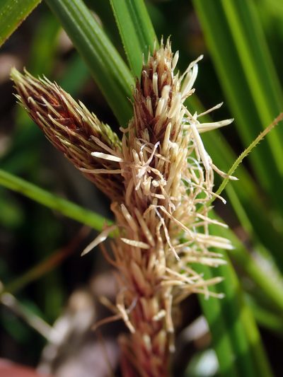 Carex chathamica, photographed by Peter de Lange