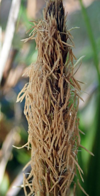 Carex chathamica, photographed by Peter de Lange