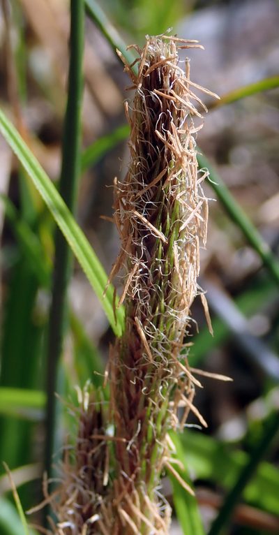 Carex chathamica, photographed by Peter de Lange
