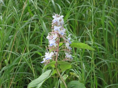 Rotheca serrata, photographed by yajapin
