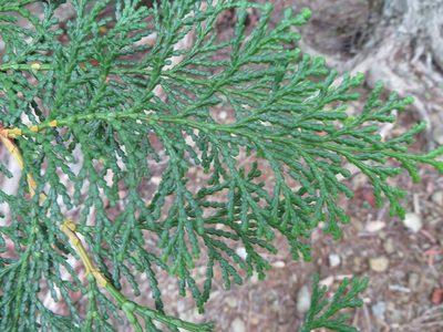 Chamaecyparis obtusa, photographed by Marco Mussita