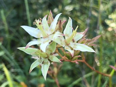 Zigadenus glaberrimus, photographed by Dwight Kingsbury