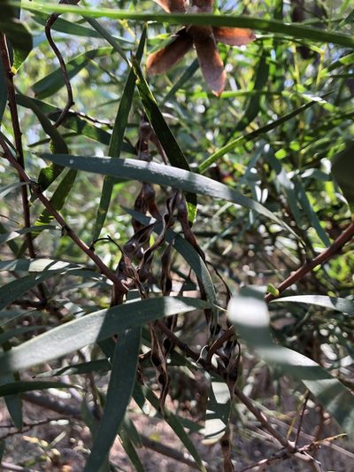 Acacia simsii, photographed by elawrey