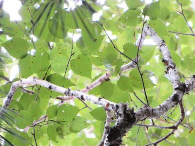 Betula maximowicziana, photographed by Marco Mussita