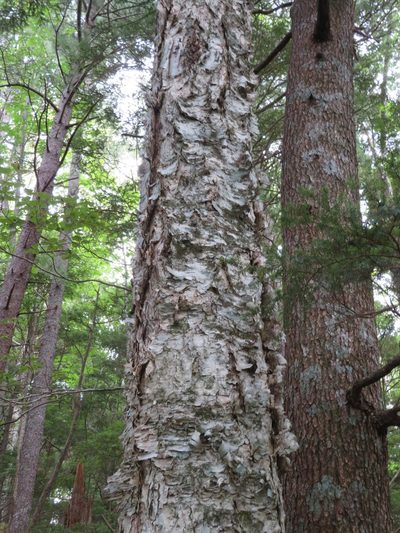 Betula maximowicziana, photographed by Marco Mussita
