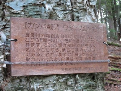 Betula maximowicziana, photographed by Marco Mussita