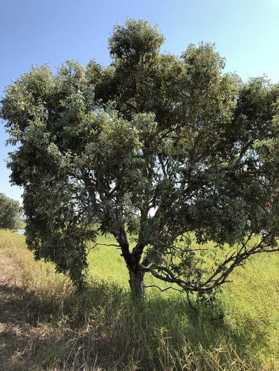 Melaleuca dealbata, photographed by elawrey