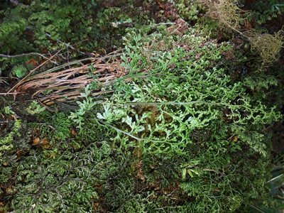Hymenophyllum pulcherrimum, photographed by Leon Perrie
