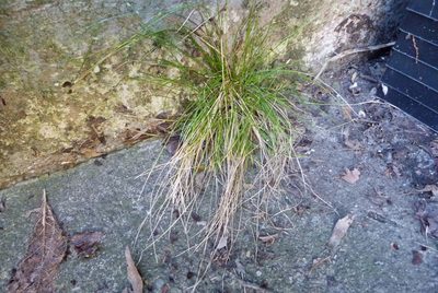 Poa imbecilla, photographed by Colin Meurk