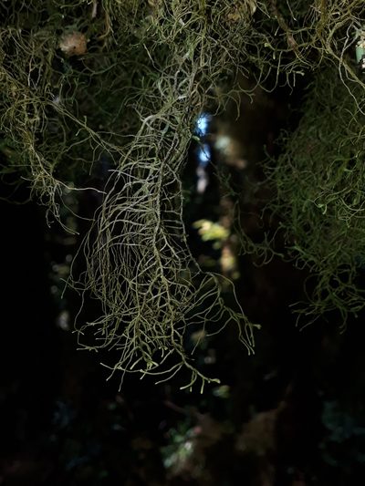 Dendromastigophora flagellifera, photographed by Leon Perrie