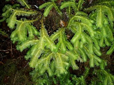 Schistochila nobilis, photographed by Leon Perrie