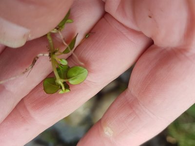 Epilobium nerterioides, photographed by Emily Roberts