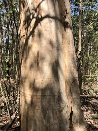 Eucalyptus propinqua, photographed by Greg Tasney
