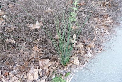 Juncus sarophorus, photographed by Colin Meurk