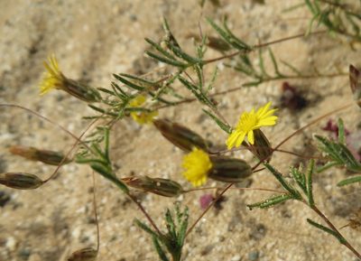 Leysera tenella, photographed by linkie