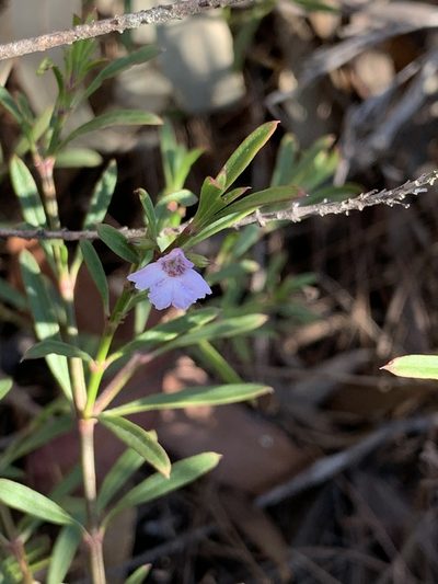 Hemigenia cuneifolia, photographed by Guy Taseski