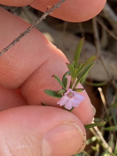 Hemigenia cuneifolia, photographed by Guy Taseski