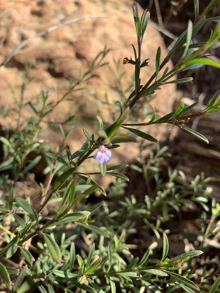 Hemigenia cuneifolia, photographed by Guy Taseski