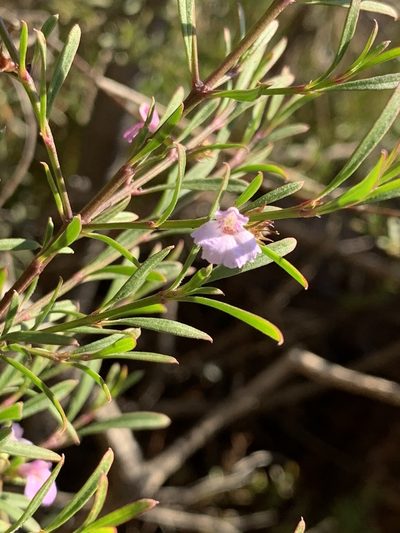 Hemigenia cuneifolia, photographed by Guy Taseski
