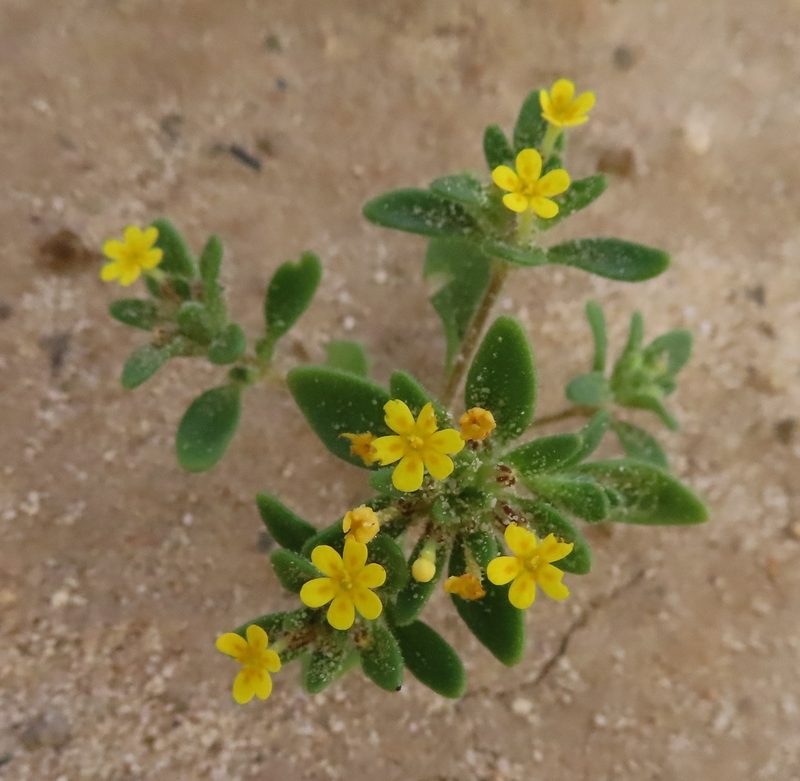 Zaluzianskya lanigera, photographed by linkie