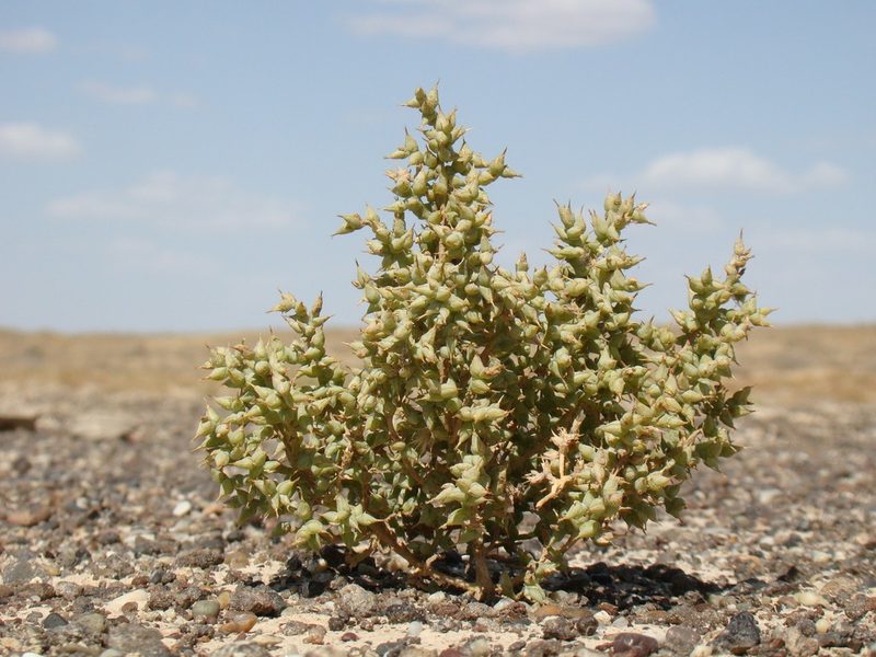 Halimocnemis karelinii, photographed by Юрий Данилевский (Yuriy Danilevsky)