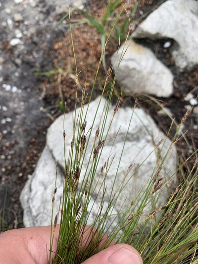 Schoenus bolusii, photographed by Matthew Fainman