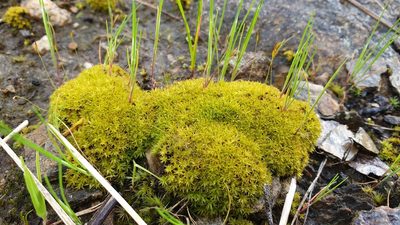 Barbula calycina, photographed by Andrew Thornhill
