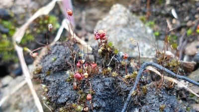 Gemmabryum coronatum, photographed by Andrew Thornhill