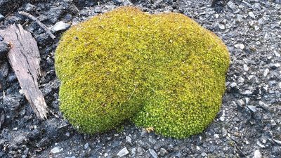 Barbula calycina, photographed by Andrew Thornhill