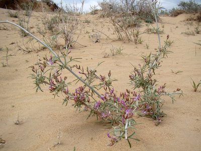Astragalus brachypus, photographed by Юрий Данилевский (Yuriy Danilevsky)