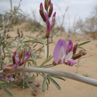 Astragalus brachypus, photographed by Юрий Данилевский (Yuriy Danilevsky)