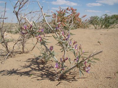 Astragalus brachypus, photographed by Юрий Данилевский (Yuriy Danilevsky)